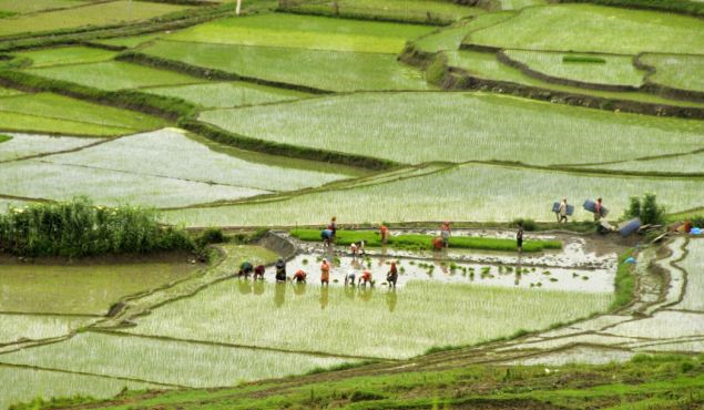 Paddy plantation is over