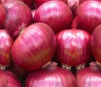 Indian government lifts onion export ban amid Lok Sabha elections