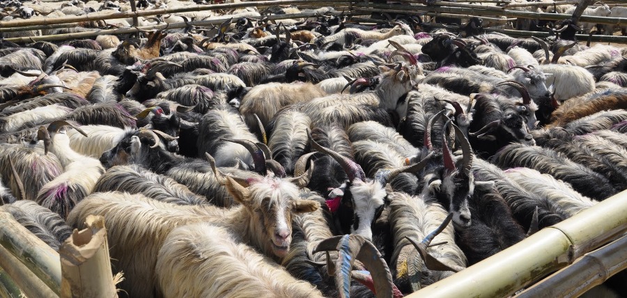 Sales of mountain goats this Dashain decline due to high price