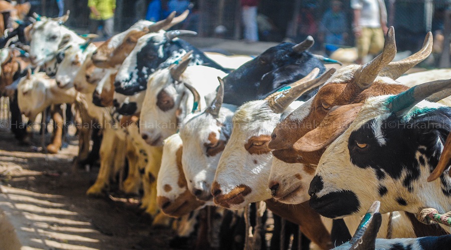 500 Chyangra being brought to Kathmandu from Darchula