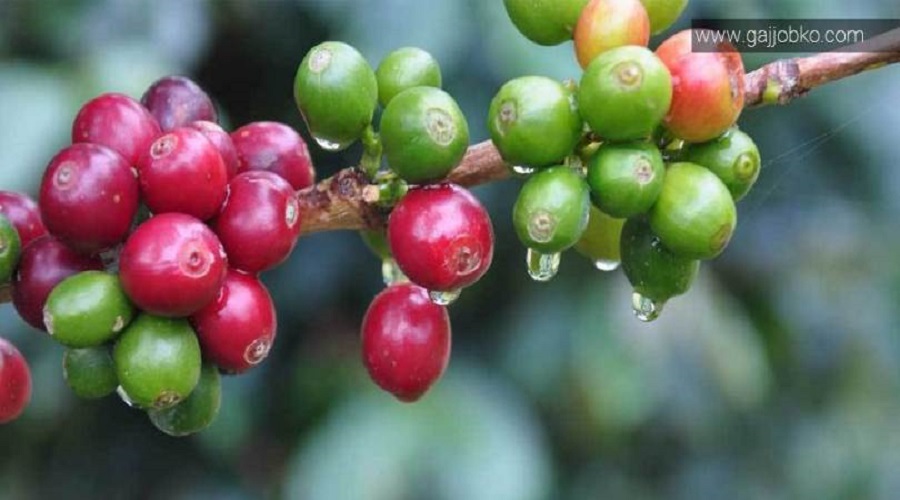 Coffee export from Nepal increases by 66 percent in last fiscal year