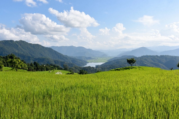 Paddy plantation completed across 97.89 % of arable land this season