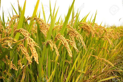Paddy production goes down by 491,085 tons this year