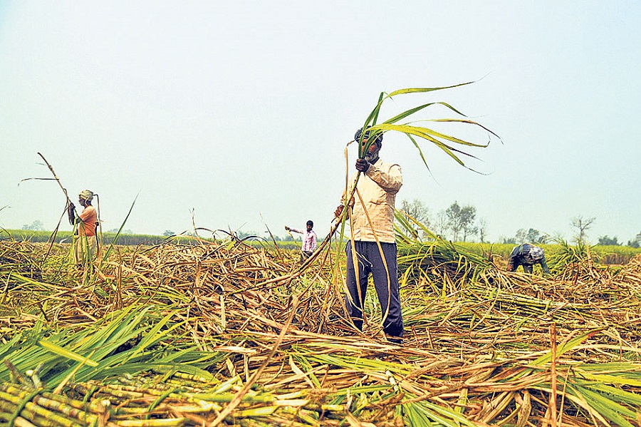 Cane farmers complain four sugar mills yet to clear them Rs 481 million