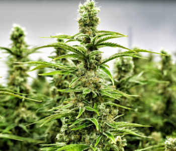 Gandaki Province opens door for regulated Cannabis cultivation for medicinal and industrial use