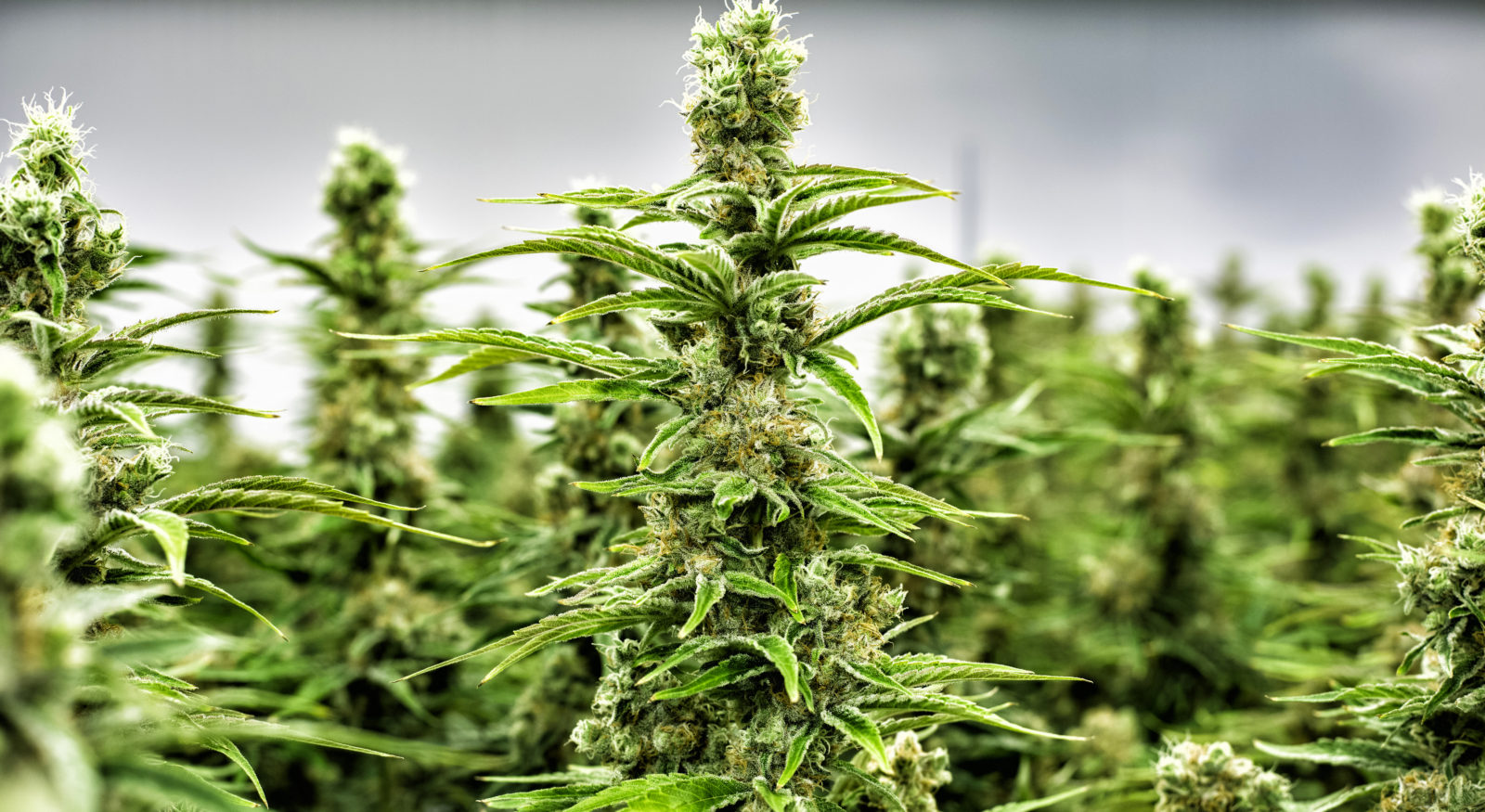 Govt to conduct feasibility study for cannabis farming