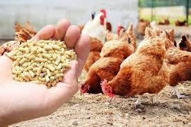 Bird flu fear: Nepal bans poultry import from India