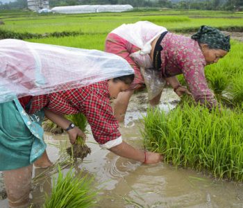 Paddy plantation completed across 94% of arable land