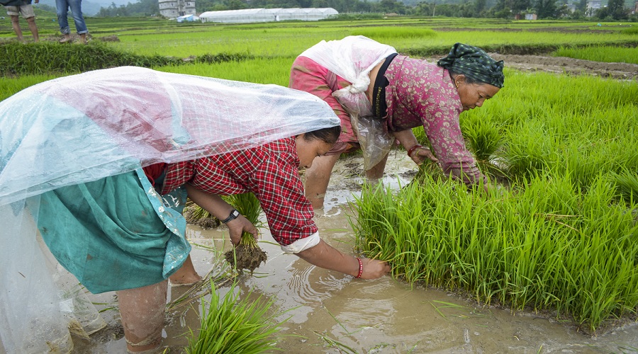 Paddy plantation completed across 94% of arable land