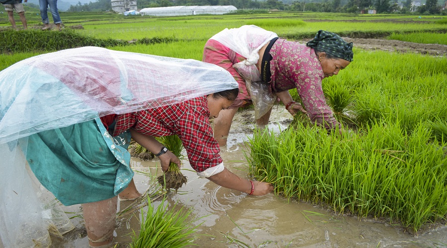 National Paddy Day being observed today