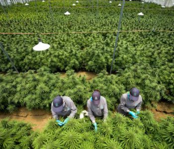 Govt to conduct feasibility study for cannabis farming