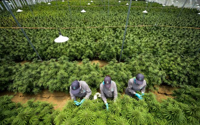Colombia authorizes industrial use of cannabis and its export for medicinal purposes