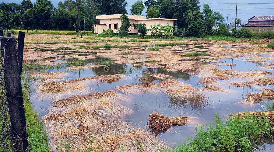 Unseasonal rainfall damages paddy worth Rs 7.22 billion across the country