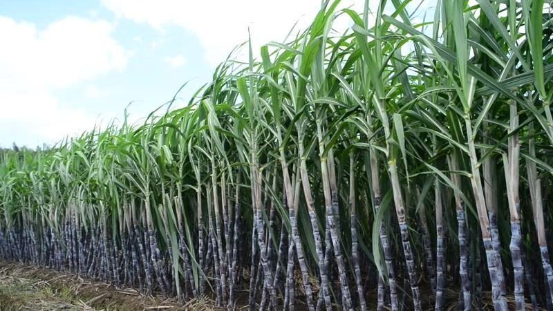 Govt sets minimum support price of sugarcane at Rs 590 per quintal