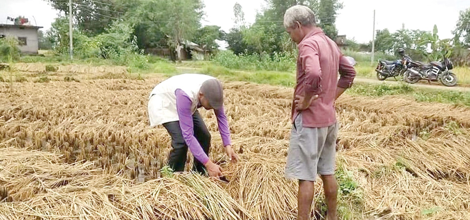 Farmers bearing losses in paddy to get 36% compensation in first installment