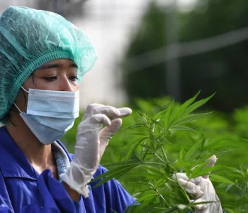 Thailand becomes first Asian nation to remove cannabis from narcotics list