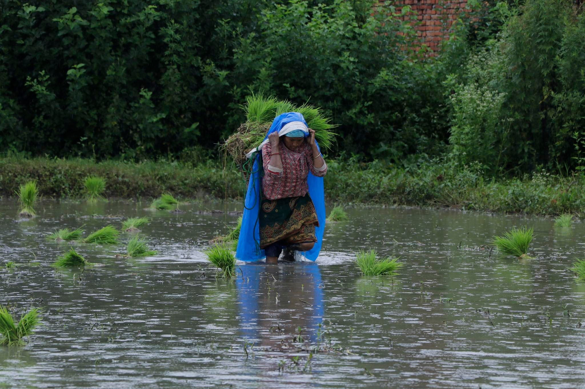 Only 26.71% of paddy planting completed in Nepal, lagging behind last year