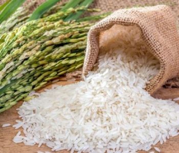 Rice production rises  in Jhapa
