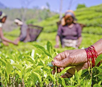 India removes non-tariff barrier on Nepali tea, Eases testing process after three weeks