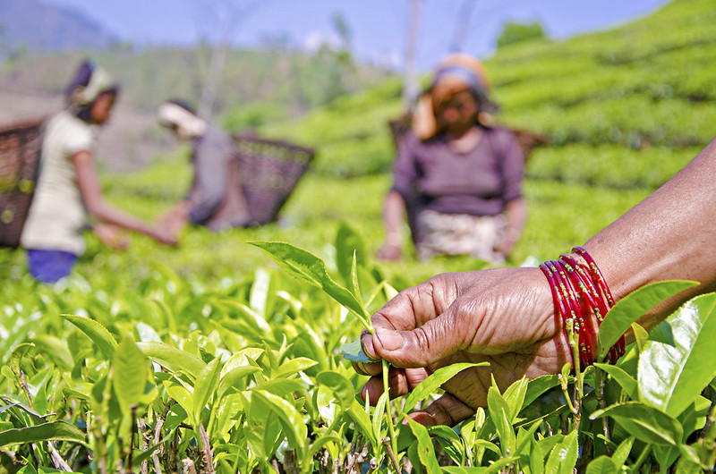 For Nepal’s troubled tea industry, India’s import barriers could be a death knell