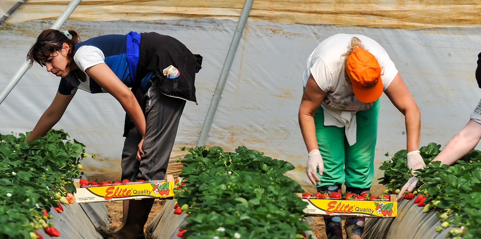 UK’s seasonal agriculture visa scheme exposes migrant workers to serious risk of abuse, say rights experts