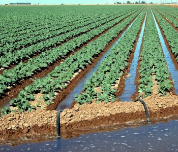 Drought and unseasonal rain hit agriculture sector, Value added growth falls to 1.58%