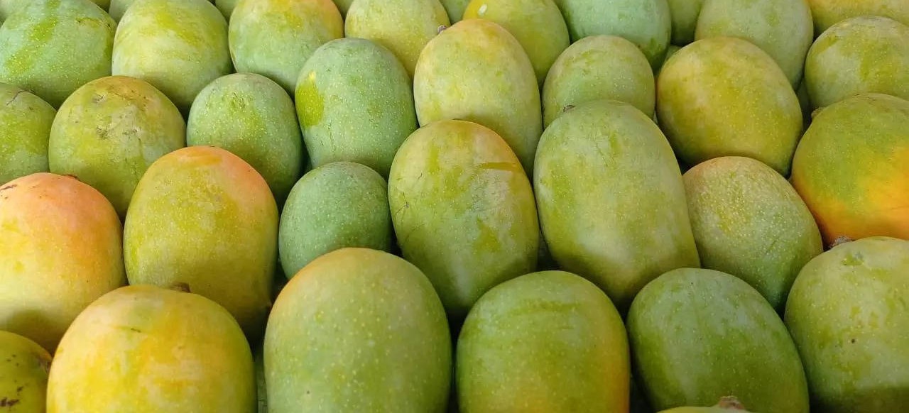 Nepali mangoes dominate the market with bumper production this year