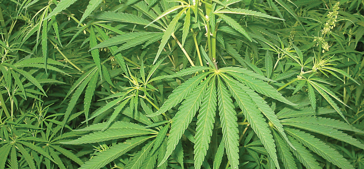 Nepal Government Sets Sights on Cannabis Cultivation Feasibility Study
