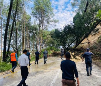 Govt to amend Public Procurement Act within 30 days, Fast-track tree cutting and project approvals