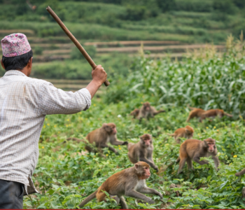 Nepal declares monkeys as ‘Agriculture-Harmful Wildlife’, Farmers can act without penalty