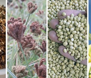 Australia halts imports of Nepal’s Gundruk, Millet and Soybean products over pest, Certification concerns