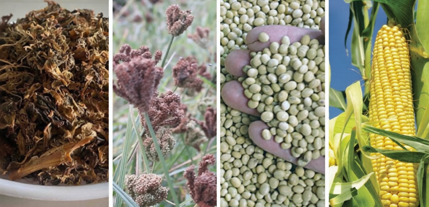 Maize millet ban Australia