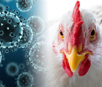 Bird Flu ravages Nepal’s poultry sector as farmers lose over Rs 1 billion; Govt begins Rs 520 million relief distribution