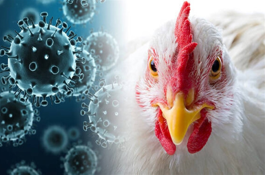 Bird Flu ravages Nepal’s poultry sector as farmers lose over Rs 1 billion; Govt begins Rs 520 million relief distribution